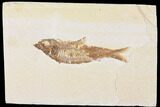 Fossil Fish (Knightia) - Wyoming #109957-1